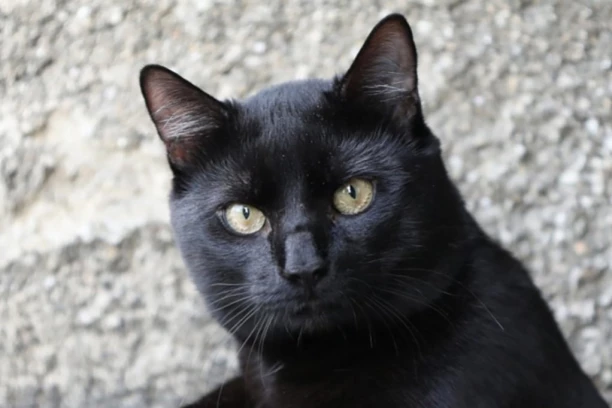 VEROVANJE JE DA MAČKE NE TREBA GLEDATI U OČI: Slutite sebi na NEVOLJU, odmah će vam se nakon toga ovo desiti!