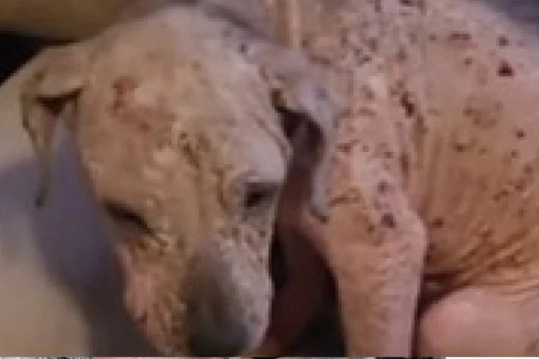 Pronašli su NAPUŠTENOG, IZGLADNELOG PSA SVOG U RANAMA: Njegova priča potpuno će vam slomiti srce (VIDEO)