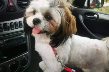 TRAMPI "TOJOTU" ZA SVOJU ELU! Oglas jedne Beograđanke rasplakao sve koji su ga pročitali! "JEDVA ŽIVIM"!