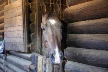 POKUŠAO DA SILUJE KONJA:  Uhapšen muškarac (49) iz BiH u Nemačkoj