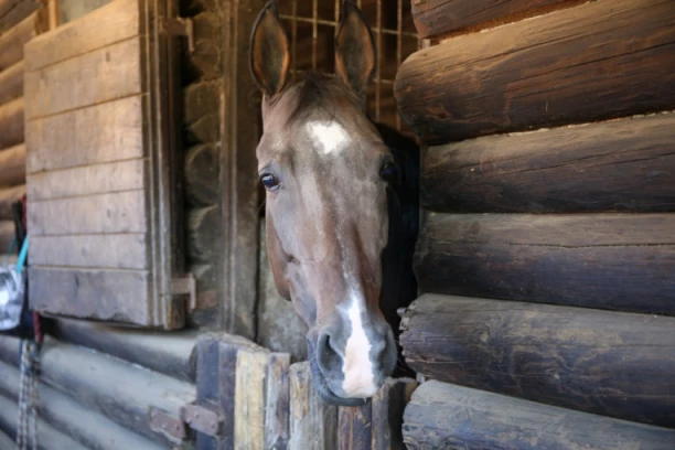 POKUŠAO DA SILUJE KONJA:  Uhapšen muškarac (49) iz BiH u Nemačkoj