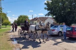 Kočijama kroz Titel! Bojanin otac upregao dva BELA KONJA za ćerku i zeta! (FOTO)