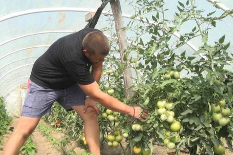 Ljubisav radi u stakleniku