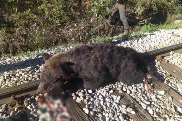 ŠOK NA PRUZI KOD PRIJEPOLJA: Voz naleteo na medveda!