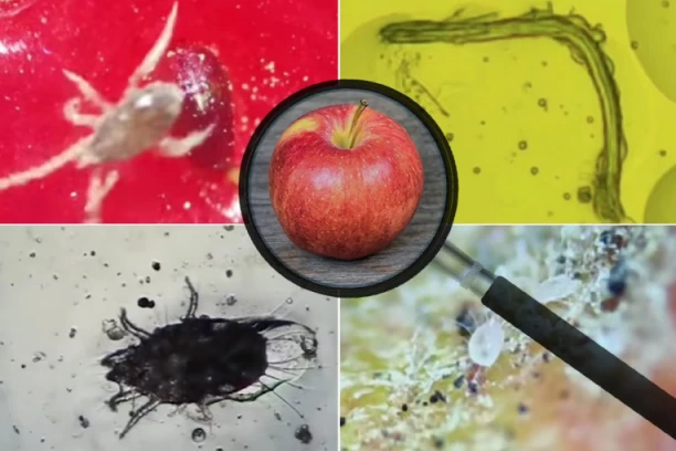 UŽAS! Posle OVOG videa hranu više nikad nećete gledati isto (VIDEO)