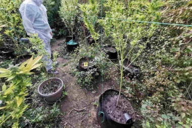 HAPŠENJE U POŽAREVCU: Gajio indijsku konoplju u sred šume! (FOTO)