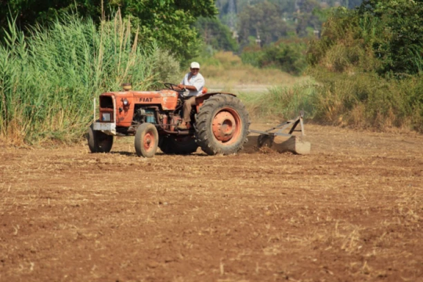"PRIRODA POLUDELA" Dražen se čudio kada ih je brao u NOVEMBRU, a sad u NEVERICI trlja oči nasred njive!