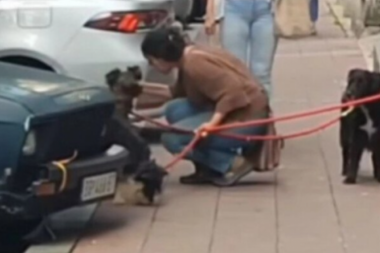 BRUKA I SRAMOTA: Pomahnitala žena se iživljavala nad psima u sred Beograda, prolaznici se ZGRAŽAVALI (VIDEO)