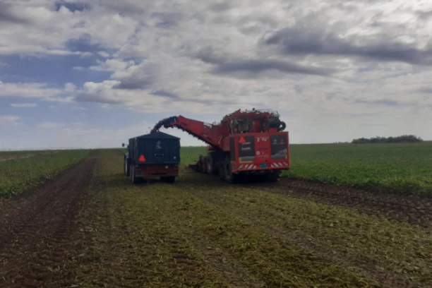 SUNOKO PRERAĐUJE 1 MILION TONA ŠEĆERNE REPE OVE GODINE