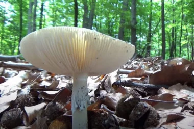 OTROVNE PEČURKE NA SVAKOM KORAKU! Posle kiše niču svuda - građani hospitalizovani zbog trovanja