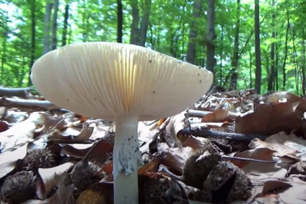 OTROVNE PEČURKE NA SVAKOM KORAKU! Posle kiše niču svuda - građani hospitalizovani zbog trovanja