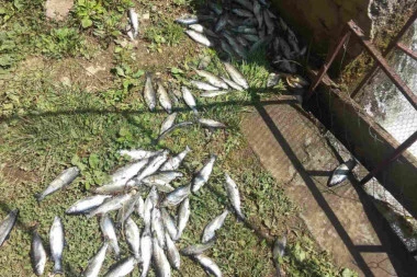 UHAPŠEN MUŠKARAC, SUMNJA SE DA JE IZAZVAO POMOR RIBE U RECI RAŠKI: Preti mu zatvor do 8 godina!