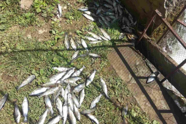 UHAPŠEN MUŠKARAC, SUMNJA SE DA JE IZAZVAO POMOR RIBE U RECI RAŠKI: Preti mu zatvor do 8 godina!