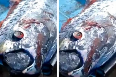 RIBARI ULOVILI OGROMNU NEMAN CRVENIH OČIJU! Njena pojava u narodu sluti na katastrofu, donosi strašne poruke od "bogova mora"!