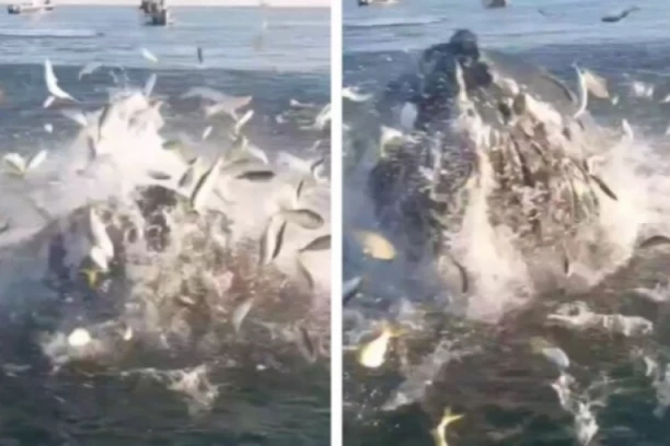 PECAROŠE PRESTRAVILA MORSKA NEMAN: Od bliskog susreta sa grdosijom, ZANEMELI od šoka! (VIDEO)