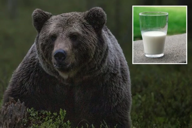 NEVEROVATAN SNIMAK IZ RESTORANA NA STAROJ PLANINI: Medved sa gazdom seo u restoran, OVO mu je konobar doneo (VIDEO)