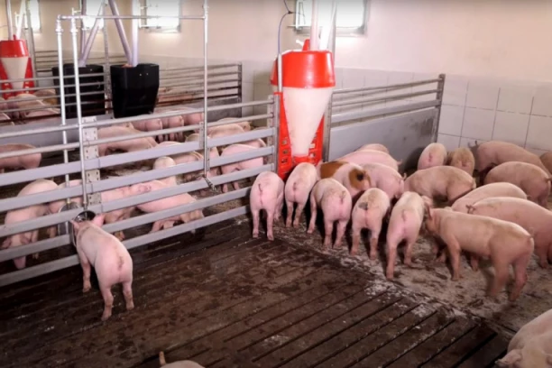 SKANDAL! OJAĐENO NA DESETINE LJUDI I FIRMI: Svinjar prevario pola Srbije!