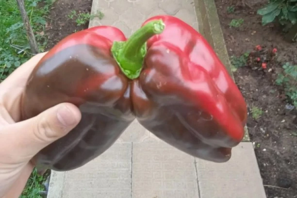 ČUDO NEVIĐENO U SRCU ŠUMADIJE: Neobičan plod paprike na imanju kod Aranđelovca ŠOKIRAO meštane! (FOTO)