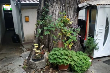 STANARI VRAČARA U OPASNOSTI:  Ukljanja se drvo, a OVO je razlog (FOTO)