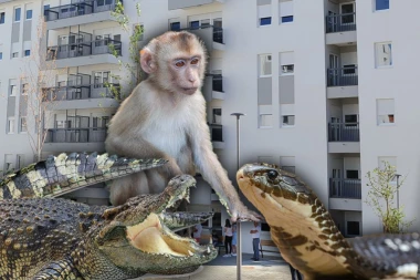 U STANU U SMEDEREVU DRŽAO ALIGATORA, PITONA, MAJMUNA... Policija uhapsila čoveka zbog nelegalnog držanja egzotičnih životinja