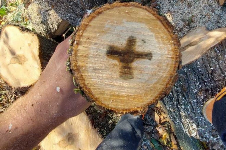 Dragoljub Nikolić pronašao krst u panju