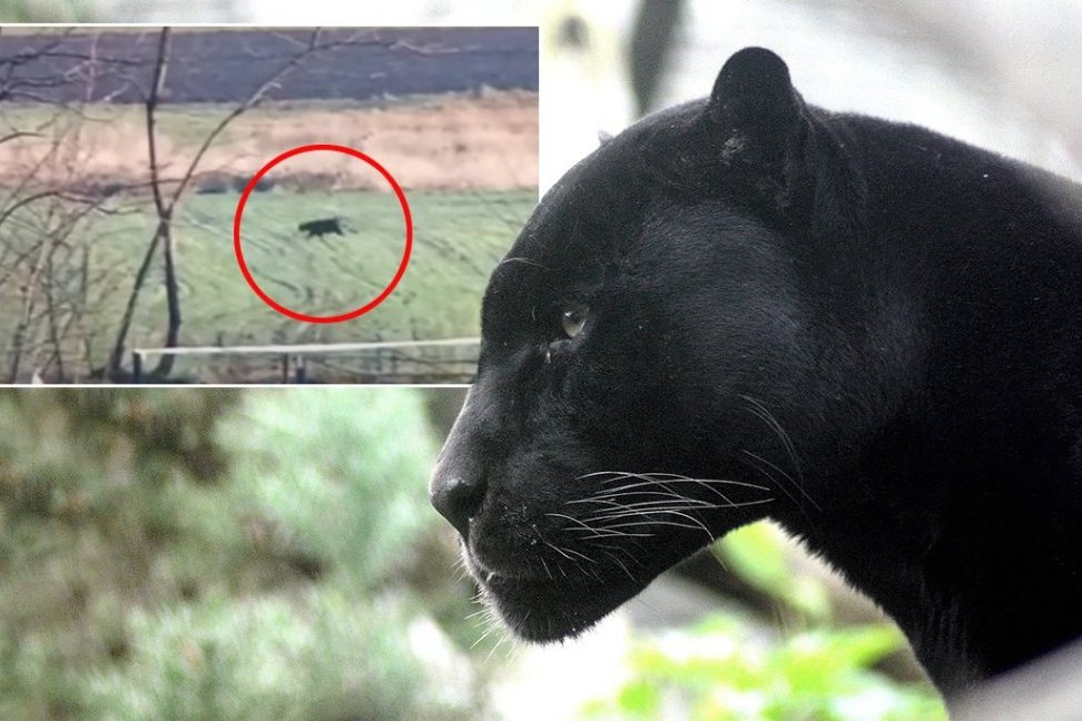 UMESTO PANTERA MALO UGOJENA DOMAĆA MAČKA?! Načelnik Pokrajinske inspekcije ne veruje da je u Vrbasu crna zver- ne postoje tragovi (FOTO)