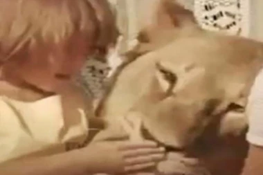 LAV RASTRGAO DETE NA OČI RODITELJA: Usvojili zver, a posle ih zadesila jeziva tragedija! (VIDEO)