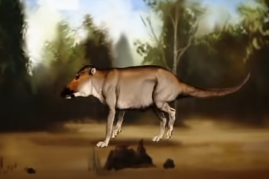 SADA JE JEDAN OD NAJVEĆIH SISARA: Možete li da pogodite u koju vrstu je ova praistorijska životinja slična vuku evoluirala? (VIDEO)
