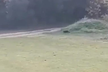 POTRAGA ZA PANTEROM KOD APATINA OKONČANA ZBOG MAGLE!  Pregledano 150 hektara šume i zver nije pronađena!