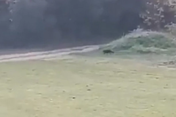 ISPLIVAO NOVI SNIMAK CRNOG PANTERA?! Opasna životinja trči po poljani u blizini Banje Junaković, zabrinuti građani ne prestaju da komentarišu (VIDEO)
