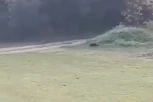 ISPLIVAO NOVI SNIMAK CRNOG PANTERA?! Opasna životinja trči po poljani u blizini Banje Junaković, zabrinuti građani ne prestaju da komentarišu (VIDEO)