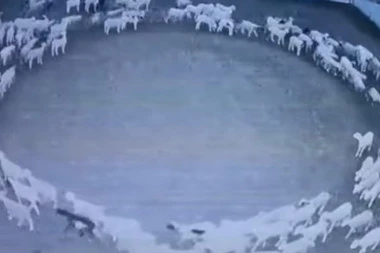 REŠENA MISTERIJA! Evo zašto STADO OVACA već danima neprestano hoda u krug! NIKAD NE BISTE POGODILI ŠTA IM SE DEŠAVA! (VIDEO)