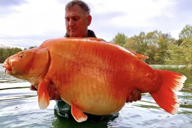 ŠARANČE OD 32 KILOGRAMA: Britanac ulovio džinovsku "Šargarepu" - narandžastu ribu lovili već 9 puta (VIDEO)