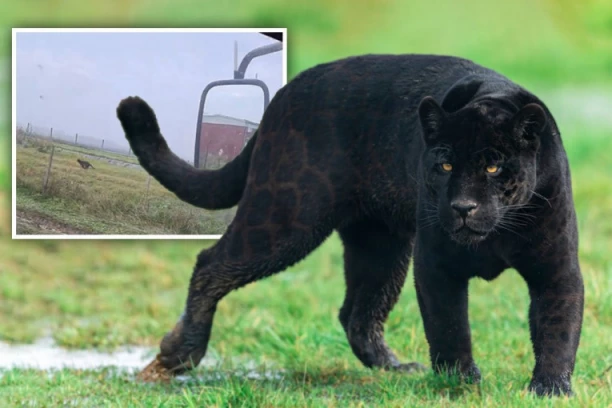 MEŠTANIN FEKETIĆA SNIMIO CRNOG PANTERA? U dve sekunde istrčao je 30 metara - nisam smeo da se pomerim! (VIDEO)