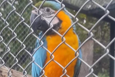 ZA ŠARENOG PAPAGAJA NUDE 1.000 EVRA: Sanja traži Bebu već dve nedelje