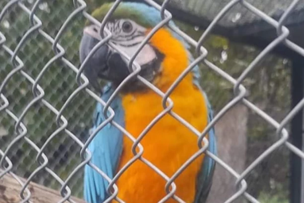 ZA ŠARENOG PAPAGAJA NUDE 1.000 EVRA: Sanja traži Bebu već dve nedelje