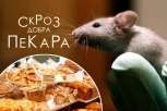 NARODE, OVI ĆE NAS POTROVATI! U "Skroz dobroj pekari" miš se šeta po hrani i gricka kolače! (VIDEO)