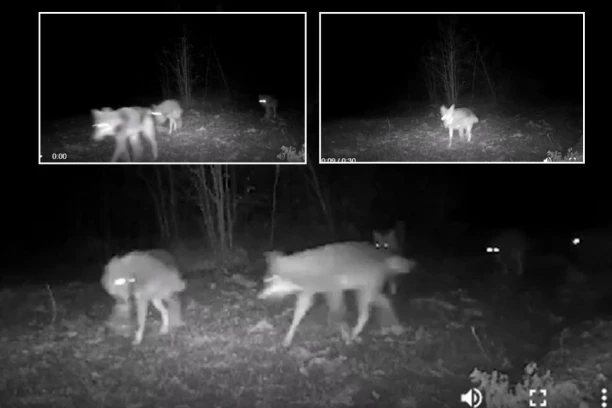 PANIKA U TRSTENIKU! POJAVIO SE ČOPOR VUKOVA: Mogao bi napasti sela i doći do Kruševca (FOTO)