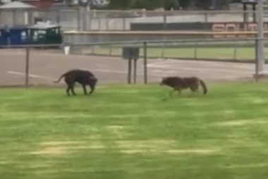 KOJOT PRESKOČIO OGRADU, A ONDA JE KRENUO HOROR: Vlasnik jedva spasio svog pitbula (VIDEO)