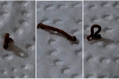 SNIMILA JEZIVO STVORENJE U KUĆI: Na društvenim mrežama ismevali snimak - "nakon što pojede mozak napušta šuplju glavu"