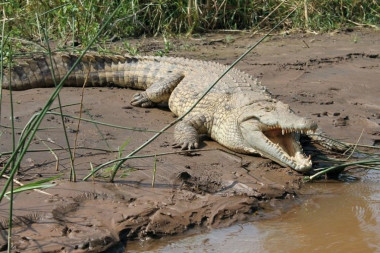 UMALO DA GA UBIJE: Krokodil ga napao kraj vode, a onda ga je muškarac ugrizao za NAJNEZGODNIJE MESTO i evo šta se desilo!