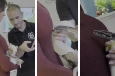 POZNATU VODITELJKU IZUJEDALA ZMIJA NA SNIMANJU EMISIJE: Dramatična scena se emitovala, svi su u šoku! (VIDEO)