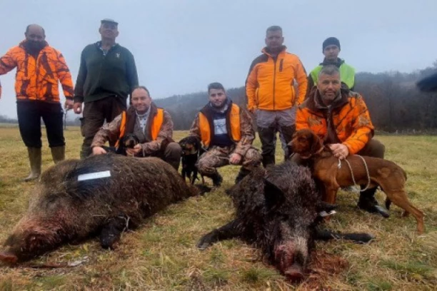 GRDOSIJE OD 150 KILOGRAMA ULIVALE STRAH MEŠTANIMA: Lovcima na Suvoboru ZVERI došle na nišan!