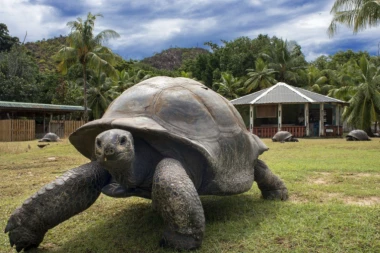 DŽONATAN JE NAJSTARIJA KOPNENA ŽIVOTINJA NA SVETU: Kornjača napunila 190 godina