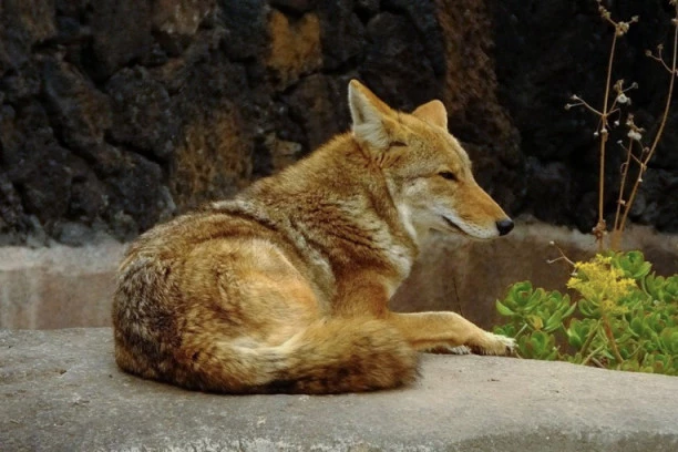 KOJOT NAPAO DEVOJČICU (2): Vukao je preko travnjaka i grizao dok je dete VRIŠTALO OD BOLOVA (VIDEO)