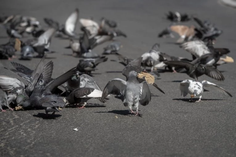 MOGAO BI DA IZBIJE MEĐUNARODNI INCIDENT: Ribari se zaprapastili kad su videli noge goluba kog su uhvatili - odmah pozvali nadležne organe