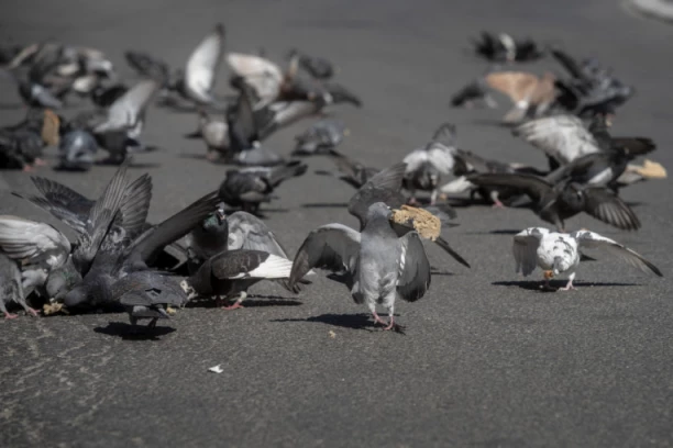MOGAO BI DA IZBIJE MEĐUNARODNI INCIDENT: Ribari se zaprapastili kad su videli noge goluba kog su uhvatili - odmah pozvali nadležne organe