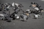 MOGAO BI DA IZBIJE MEĐUNARODNI INCIDENT: Ribari se zaprapastili kad su videli noge goluba kog su uhvatili - odmah pozvali nadležne organe