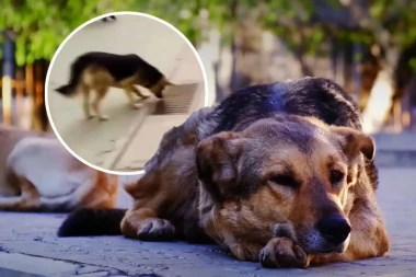 PAS ŠOKIRAO GRAĐANE - STAJAO JE I BULJIO U ODVOD, I TO DANIMA: Nikome nije palo na pamet da želi NJIH da spase (VIDEO)