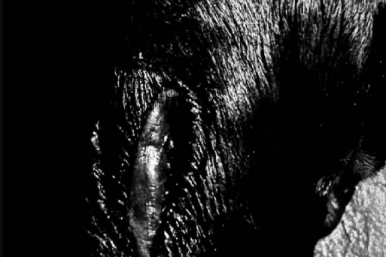 MC Stojanu otrovali psa